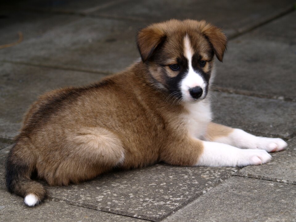 Small dog young dog cute