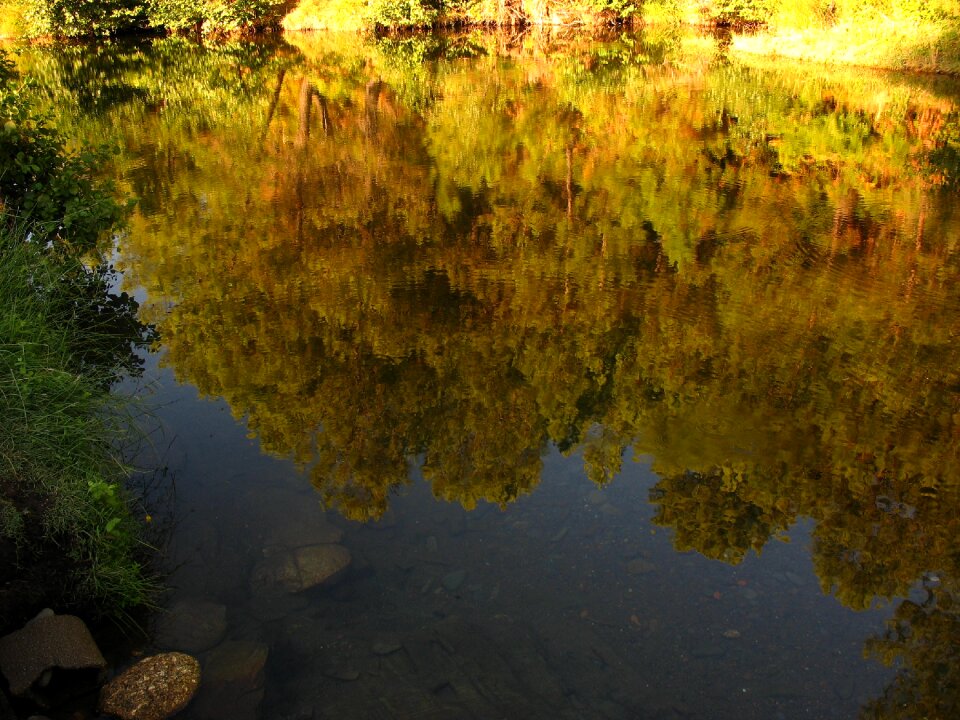 Highlights water trees