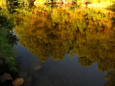 Highlights water trees