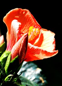 Flowers hibiscus close up