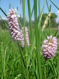 Meadow spring plantain