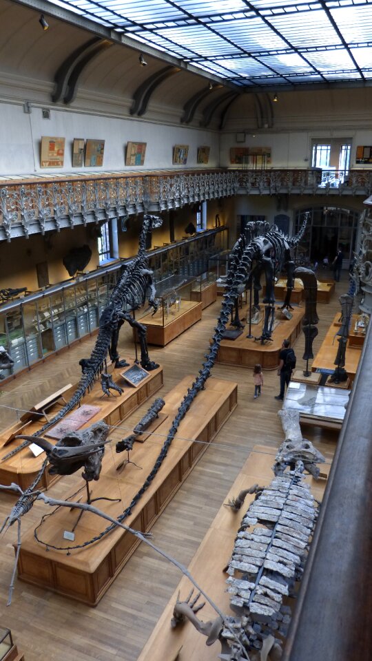 Skeleton bone prehistoric times