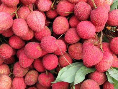 Red red fruits