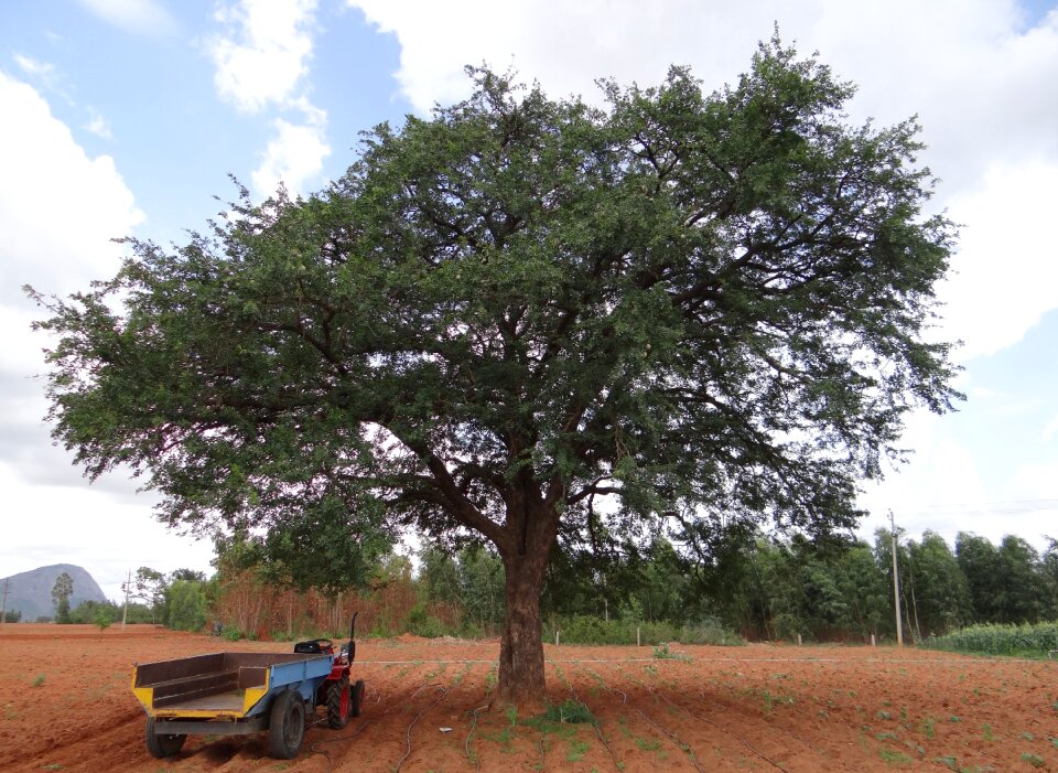 Kaitha tree tropical