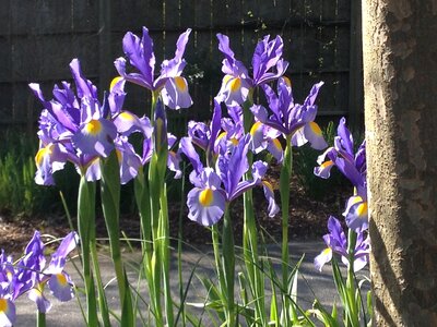 Floral flower blossom