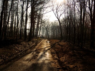Mud nature trees