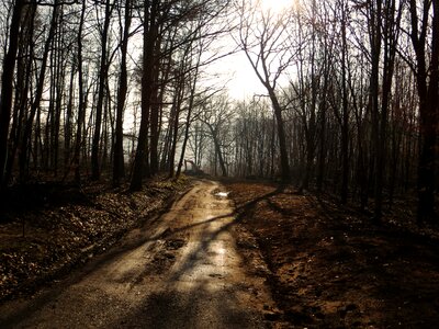 Mud nature trees photo