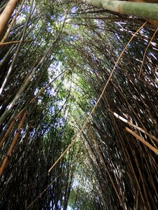 Bamboos bamboo grove bamboo forest photo
