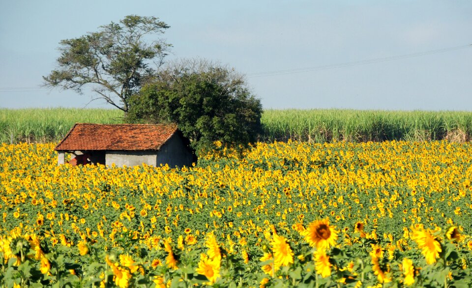 Planting sunflower house in the country flowers