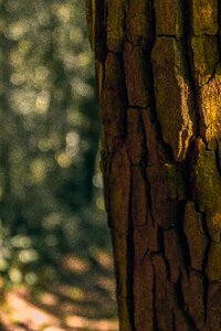 Brazil forest