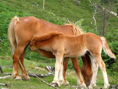 Colt pastures mammals