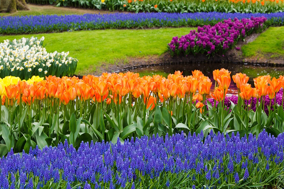 Colorful grape hyacinths