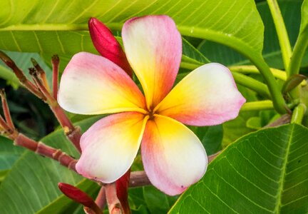 Tropical white nature photo