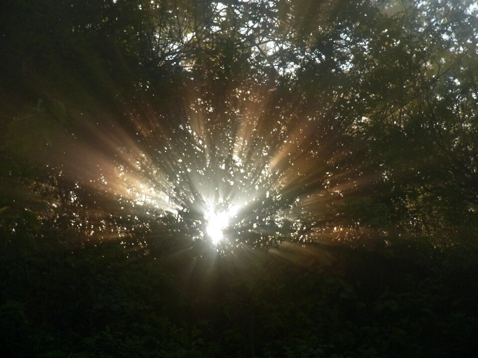Forest tree trees