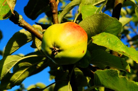 Leaves fruit healthy