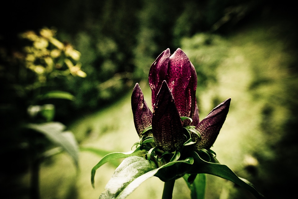 Flower purple vignette