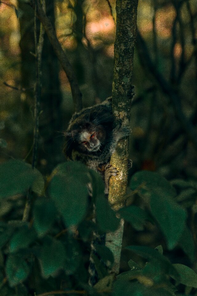 Jungle tree america
