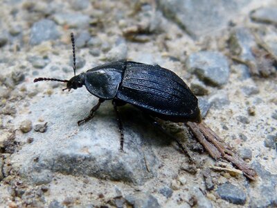 Macro close up insect macro photo