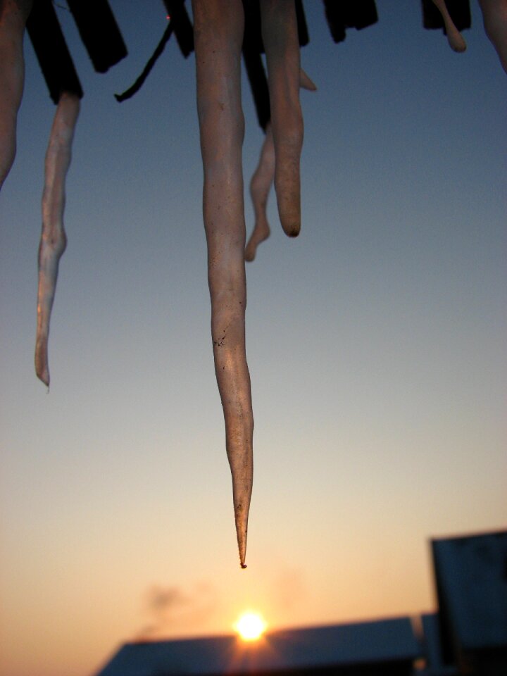 Frost immobility sunrise