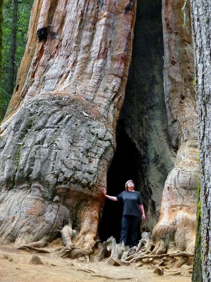 California usa sequoia