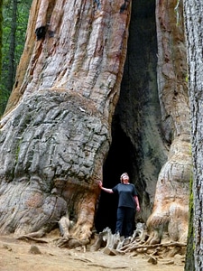 California usa sequoia