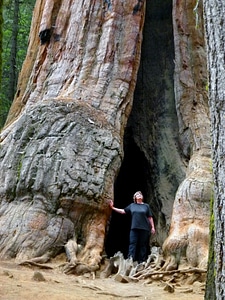 California usa sequoia photo