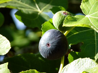 Fruit plant ripe