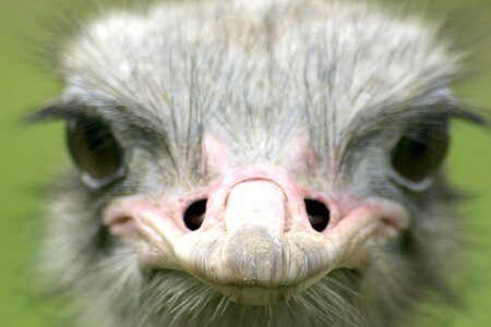 Bird nature animals