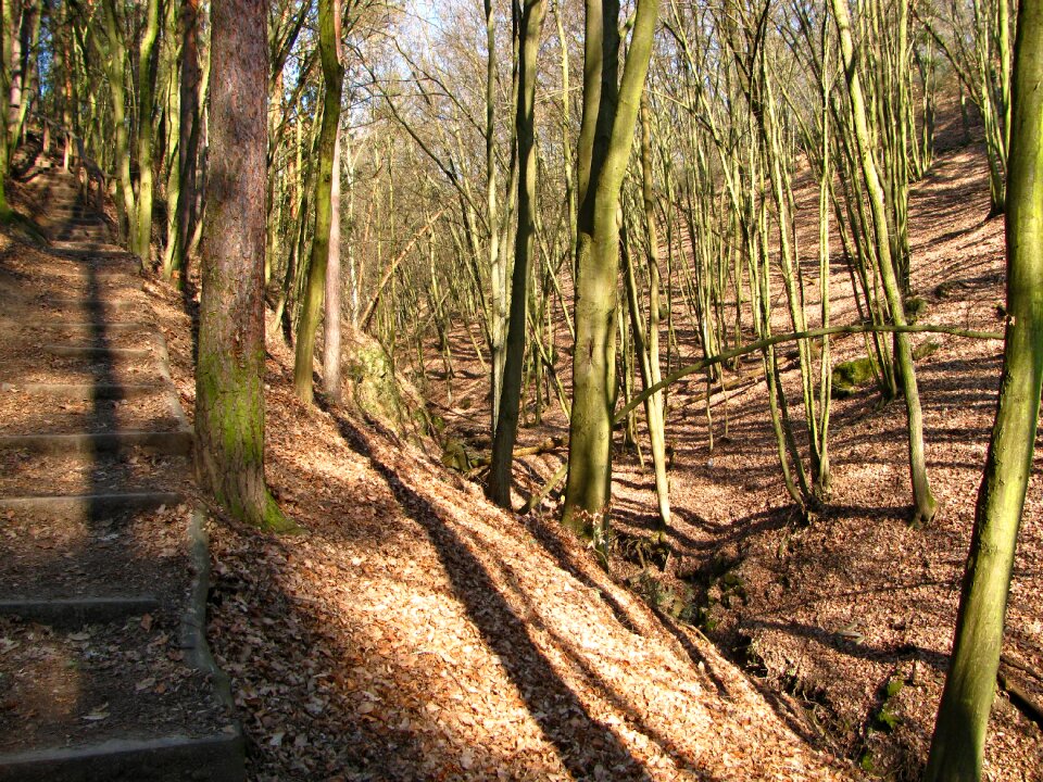 Ecology environment landscape