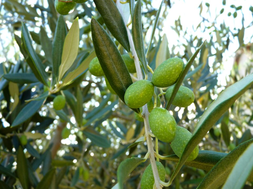 Close up green olive grove