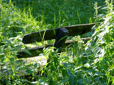 Plant bush green