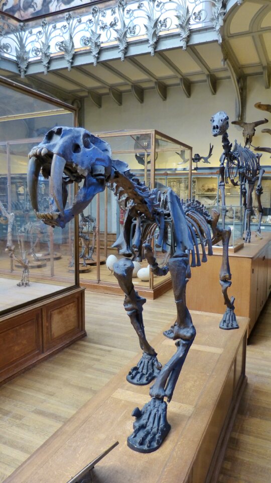 Saber-toothed tiger skeleton museum