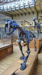 Saber-toothed tiger skeleton museum