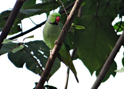 Parrot bird tropical photo