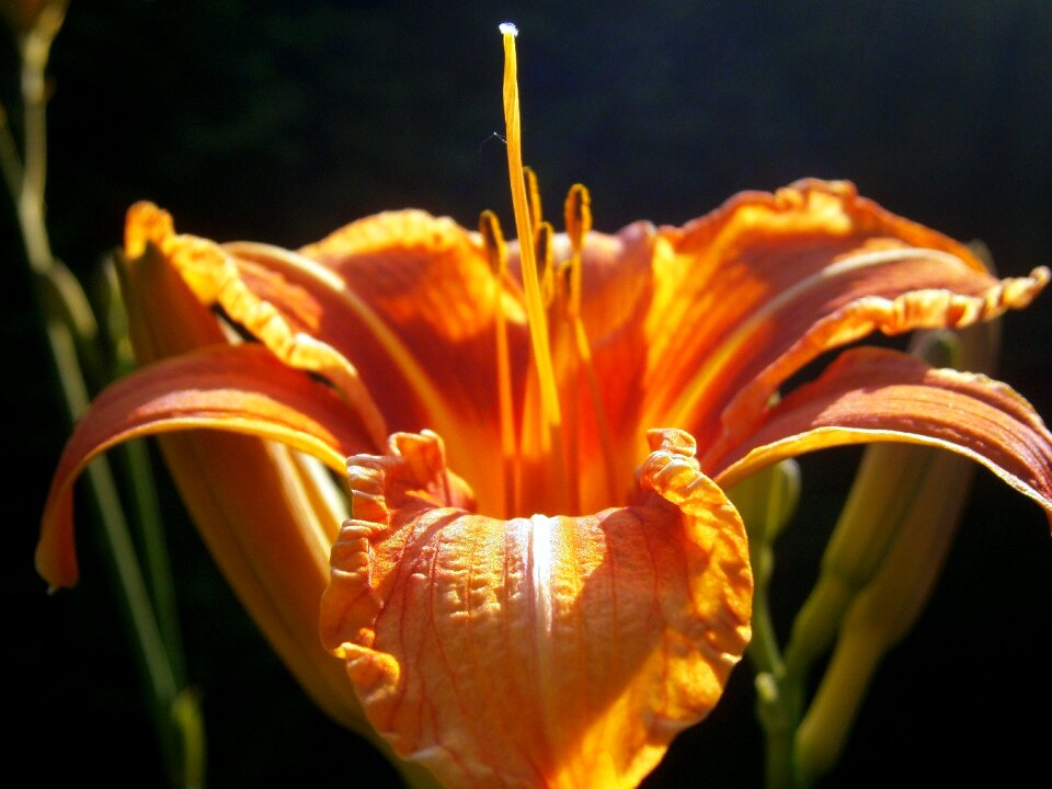 Blossom bloom flower