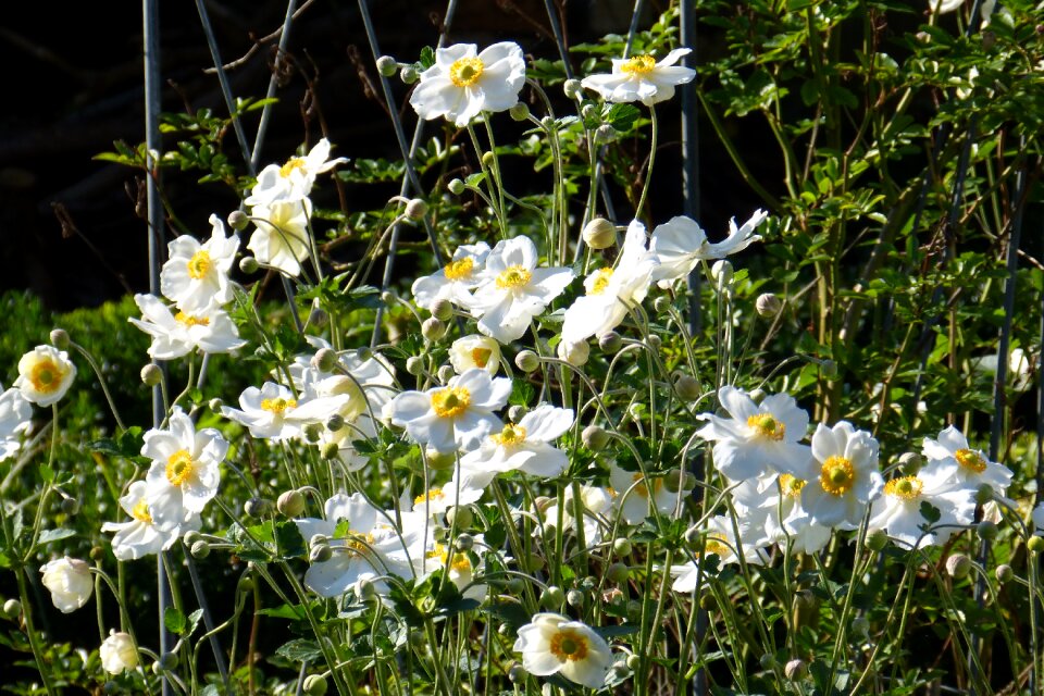 White flower blossom