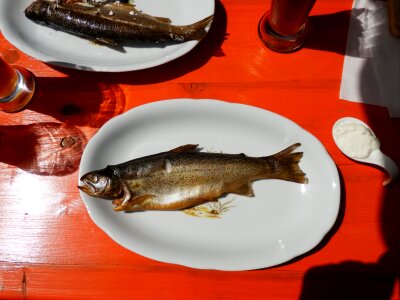 Sat plate fish