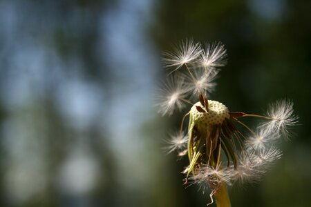 Dandelion nature plant