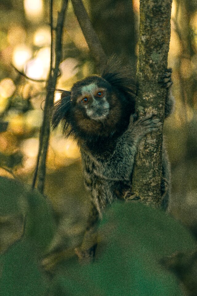 Animal hairy