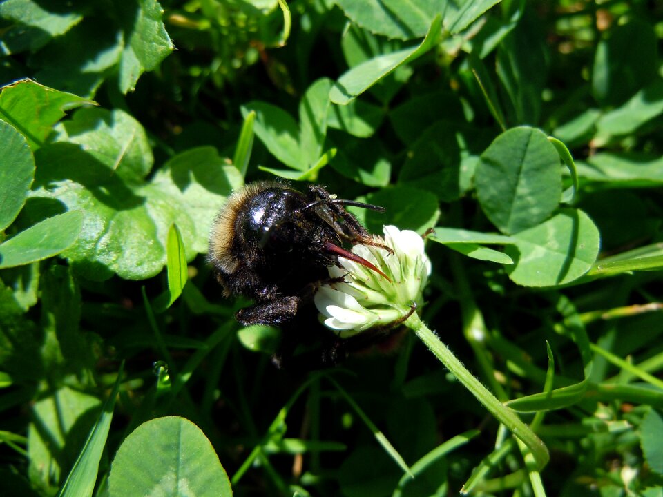 Bee insect close up