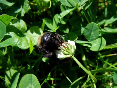 Bee insect close up