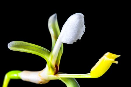 Blossom bloom white yellow photo