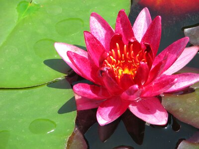 Nice lake rose rose