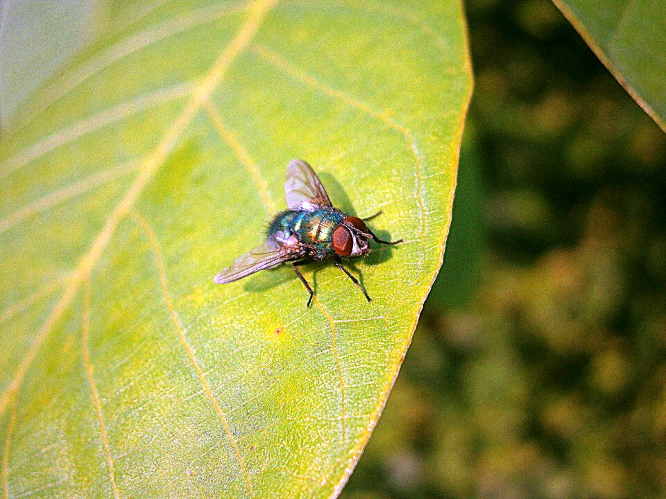 Calliphoridae animal diptera