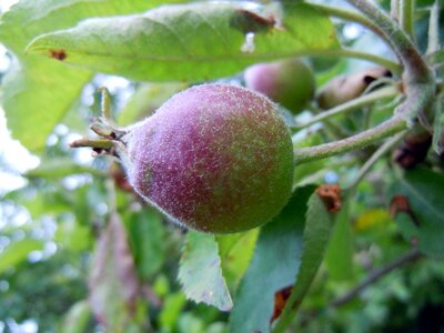 Apple apple tree close up