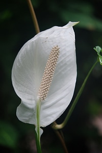 Blossom bloom petal
