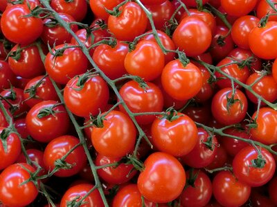 Food eat bush tomato