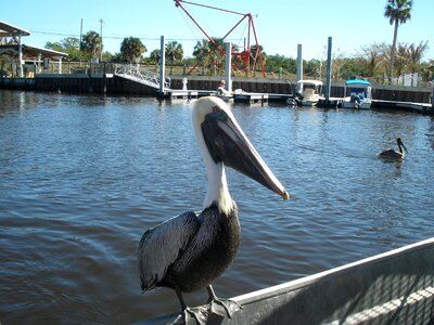 Wildlife bird pelicans
