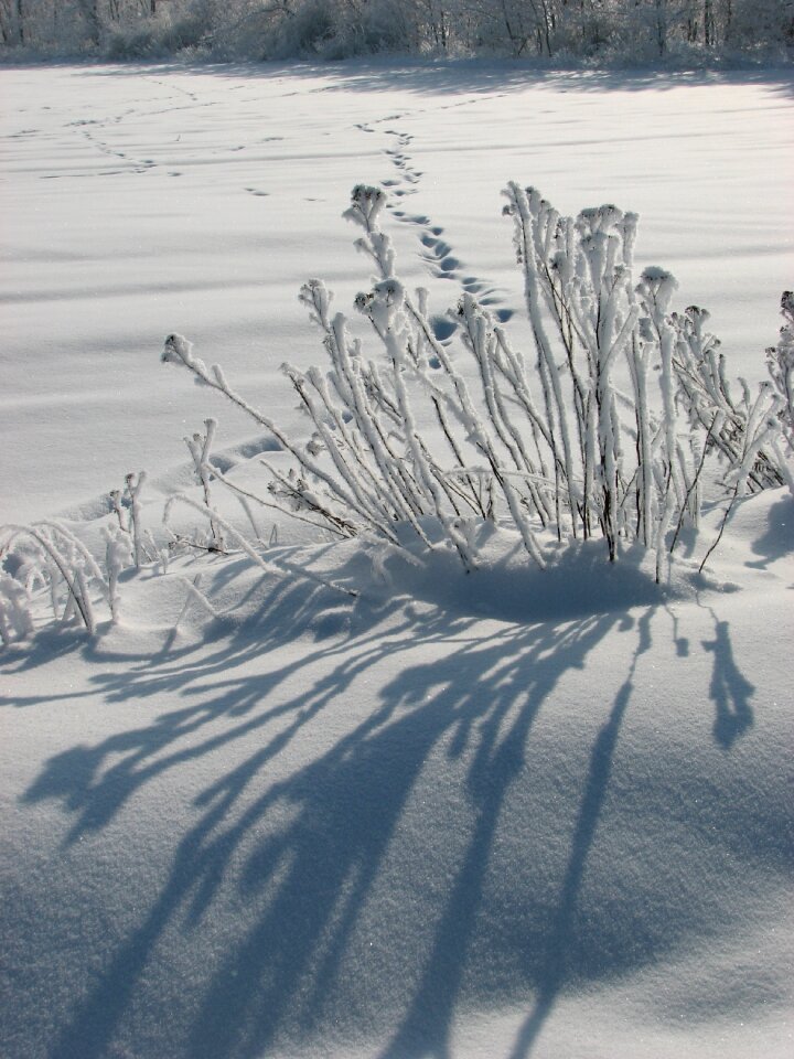 Wintery frosty frost