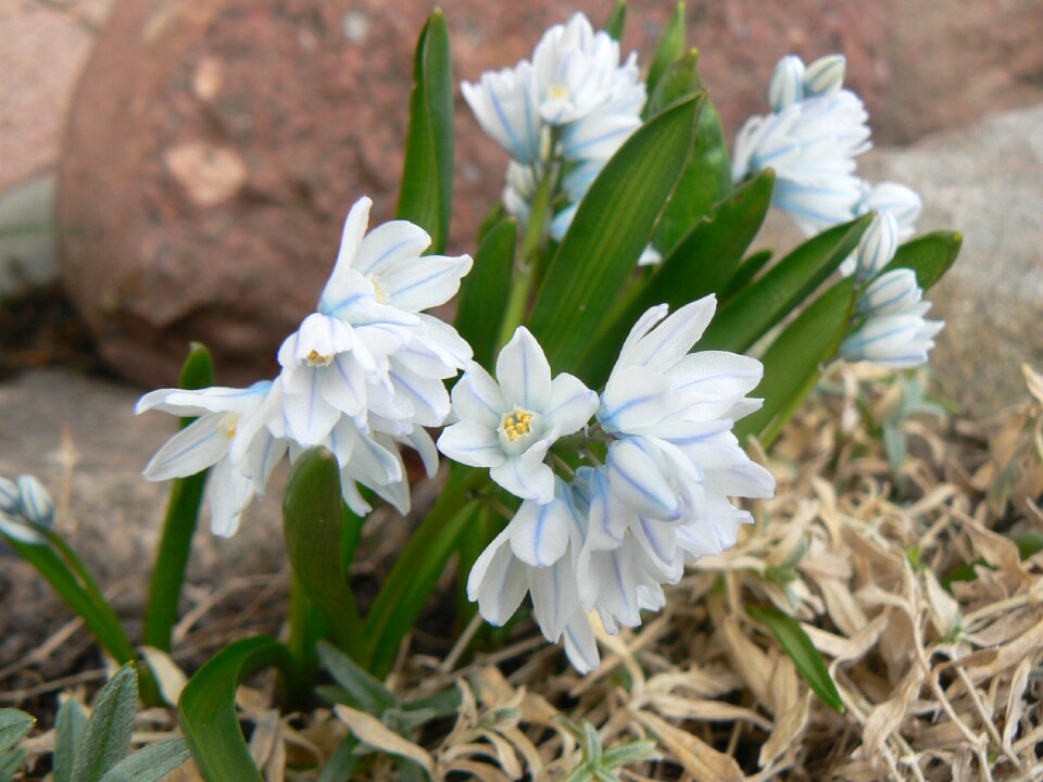 Nature plant flourishing